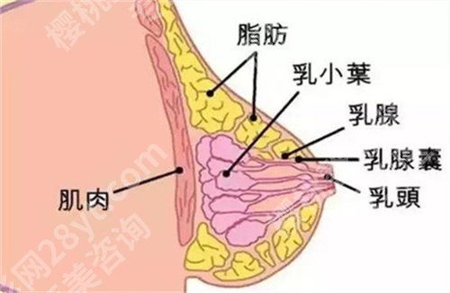 曹继武隆胸怎么样？医生详情介绍