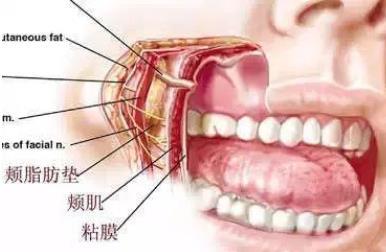 去颊脂垫对瘦脸有效吗？手术过程和工作原理是什么？