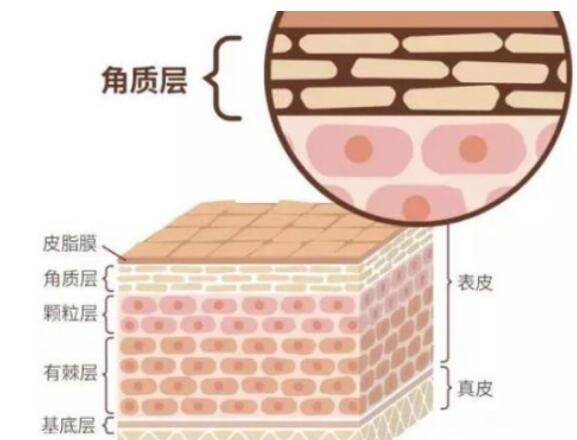 修复角质层作用的是氨基酸还是维生素，到底是什么！