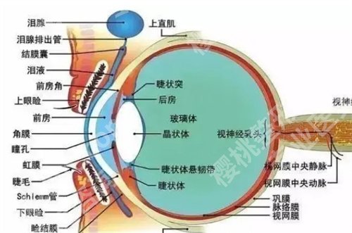 广州军区总医院近视激光怎么样？医院简介，项目推荐