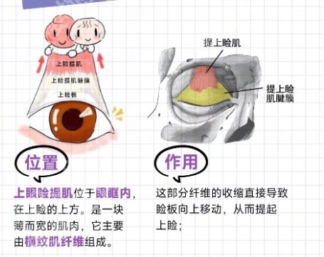 闫运涛双眼皮案例！附挑选医生小经验！就诊必看！