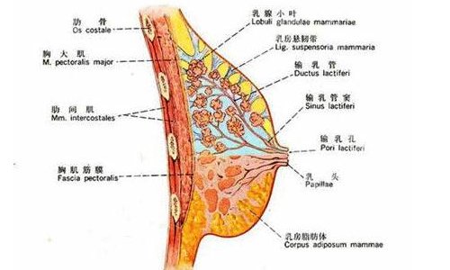 吕金陵隆胸收费价目表更新！低至于21000元起，坐诊医院曝光！