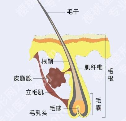 2025北京植发多少钱？哪家好？医院相关详情信息！