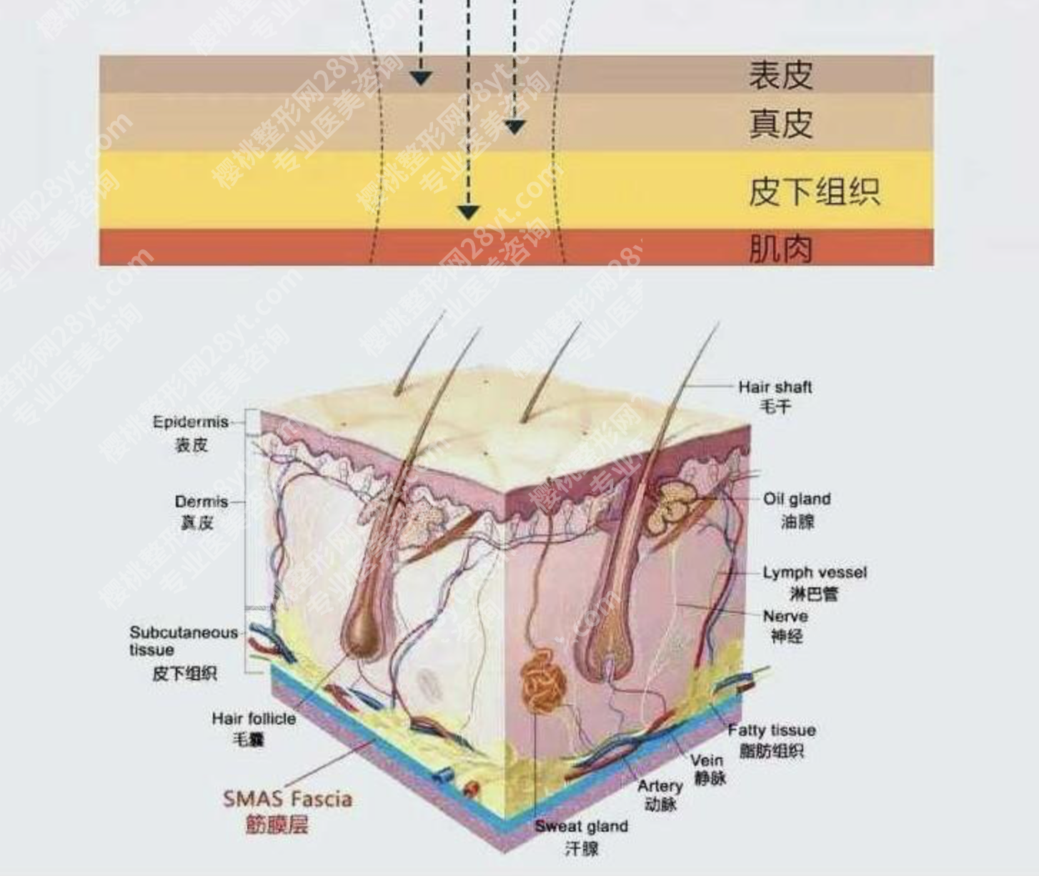 热玛吉的原理是什么？不是做完就见效，而是“慢慢长”出来的​
