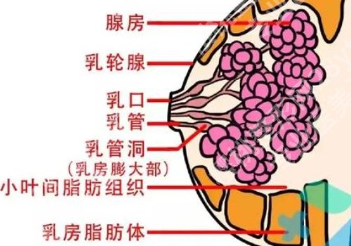 上海九院假体隆胸多少钱？低至于2w起、性价比超高